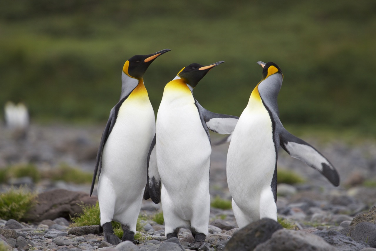 Penguin. Императорский Пингвин и Королевский Пингвин. Aptenodytes patagonicus. Пингвины Королевские Императорские. Пингвин Aptenodytes Demersa.